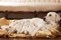 Почему развиваются приступы судорог у собаки: причины и лечение заболеваний, осложненных судорожным синдромом Что делать если у собаки начались судороги