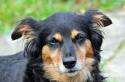 Мышечные судороги у собаки: причины, симптомы и лечение Ветеринар назначает четвероногому питомцу