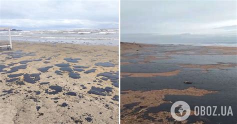 Экологическая катастрофа у Анапы: масляное загрязнение губит пернатых жителей моря