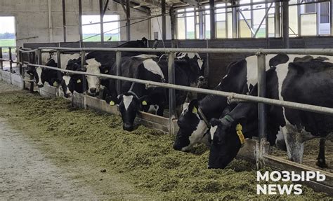 Как современные молочно-товарные комплексы меняют лицо животноводства
