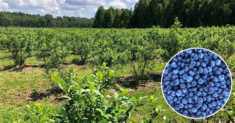 Как цифровые технологии трансформируют выращивание голубики в Сяньнине