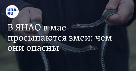 Неожиданный пробуждение змей в Воронеже: что стоит знать жителям