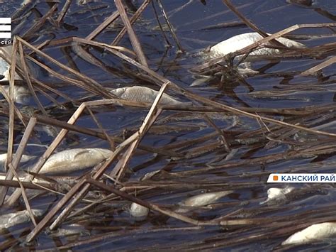 Новые правила ужина: как потепление меняет пищевые войны рыб в озёрах