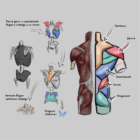 Революция в изучении биологии: 3D-атлас свиной анатомии для учебы в Самаре