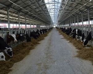 Ростовская область вышла в лидеры по производству мяса птицы в 2025 году