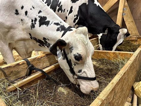 Рязанская область демонстрирует уверенный рост в сельскохозяйственном производстве в начале 2026 года