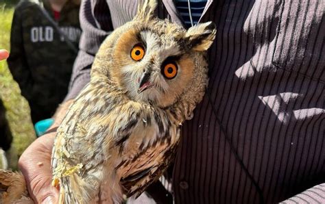 В Новгороде вернули к свободе редкую ушастую сову из «Соколиного двора»