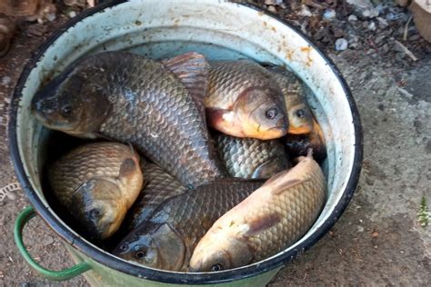 Запрет на вылов редких рыб в Подмосковье: что важно знать каждому любителю рыбалки