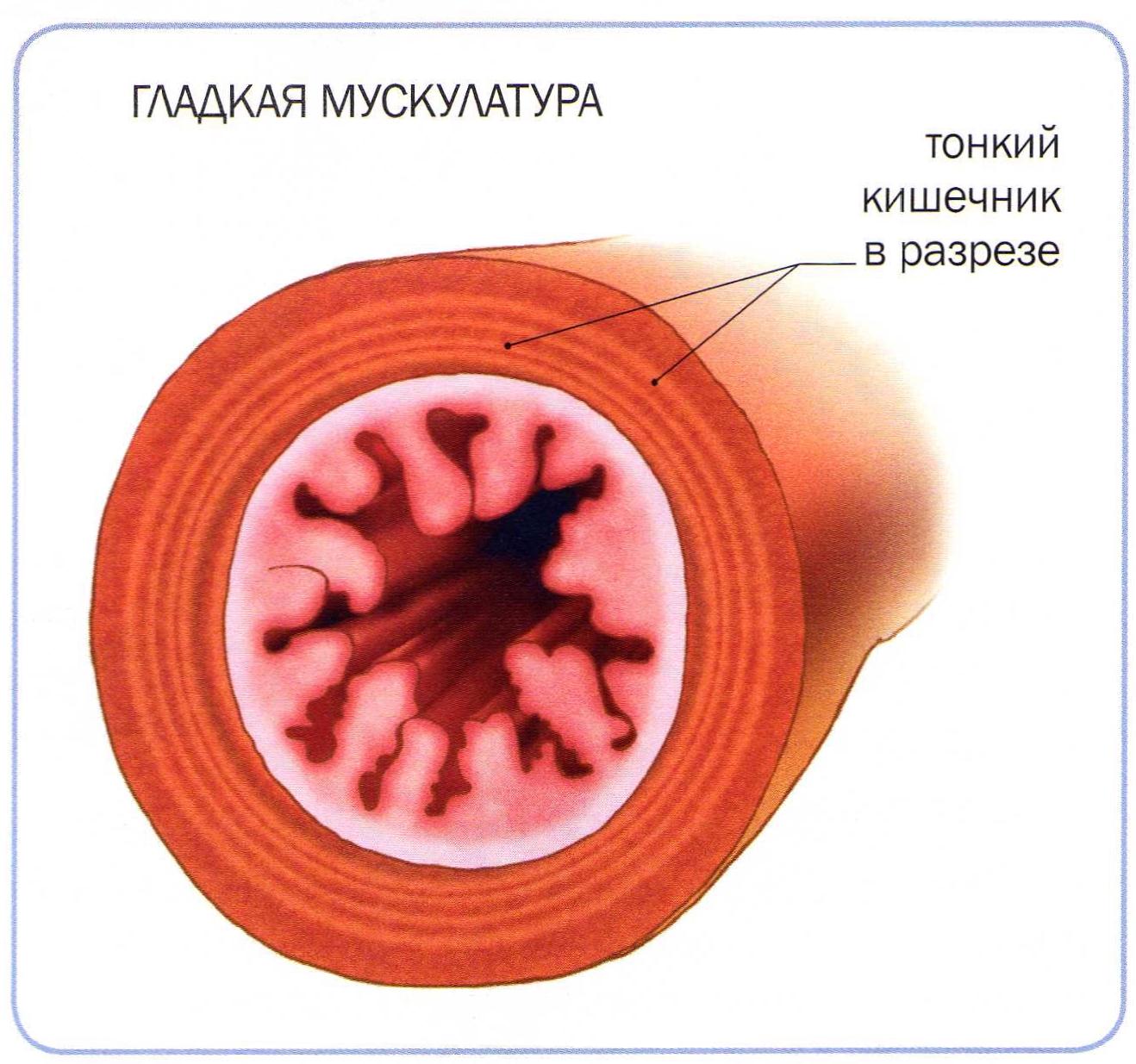 Сокращение гладкой мускулатуры сосудов. Гладкая мускулатура. Гладкая мускулатура сосудов. Гладкие мышцы кишечника. Гладкая мускулатура кишечника.